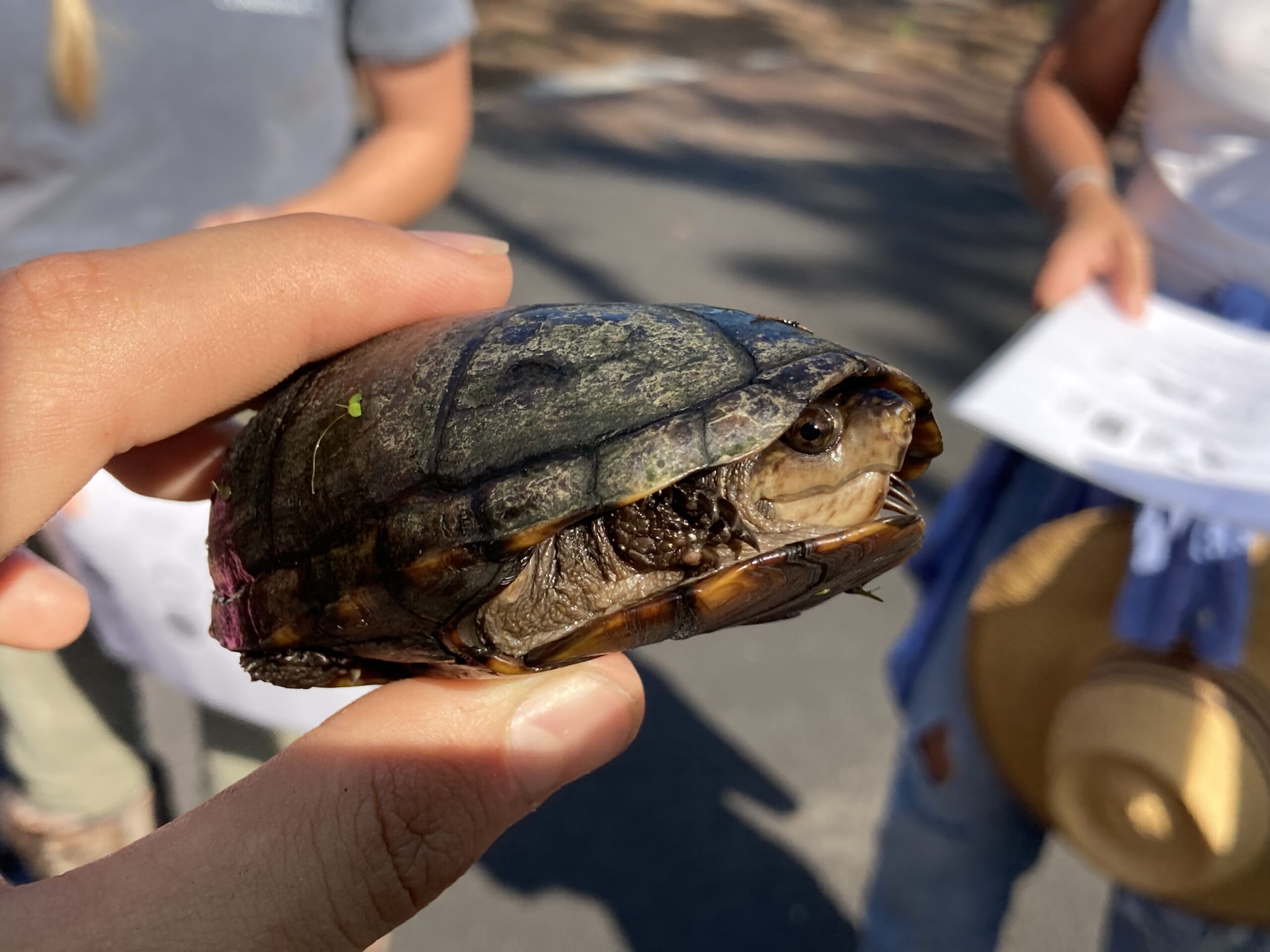 Wild Child Camp: Reptiles & Amphibians - Palmetto Bluff