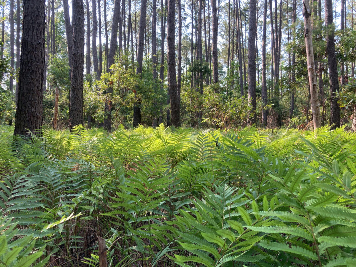 palmetto bluff conservancy